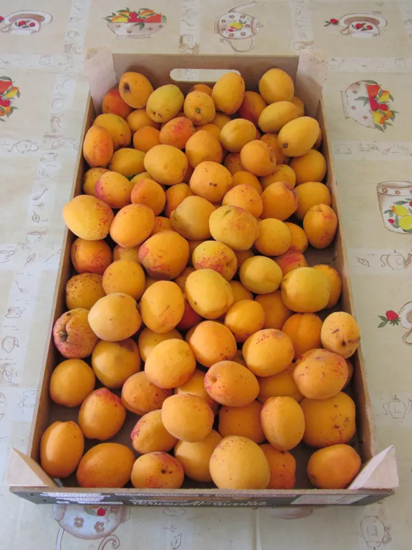 5 KG ALBICOCCHE