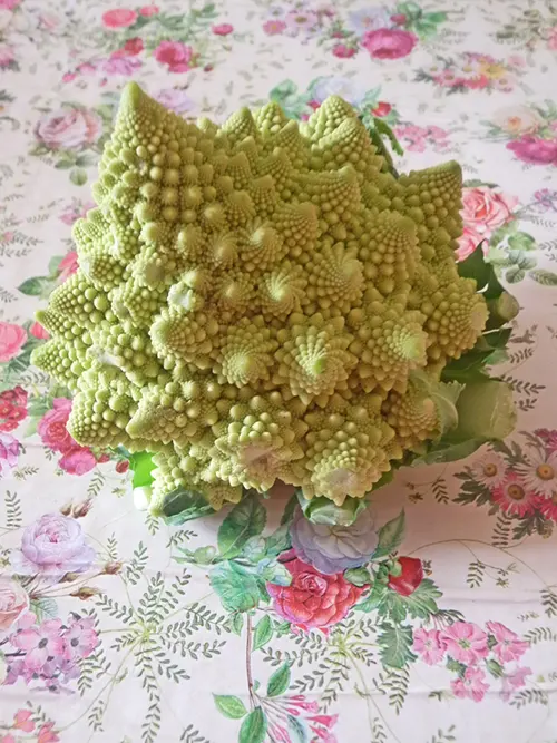 BROCCOLO ROMANESCO 1