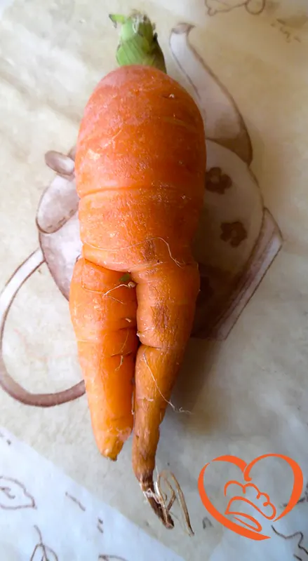 CAROTA OMINO