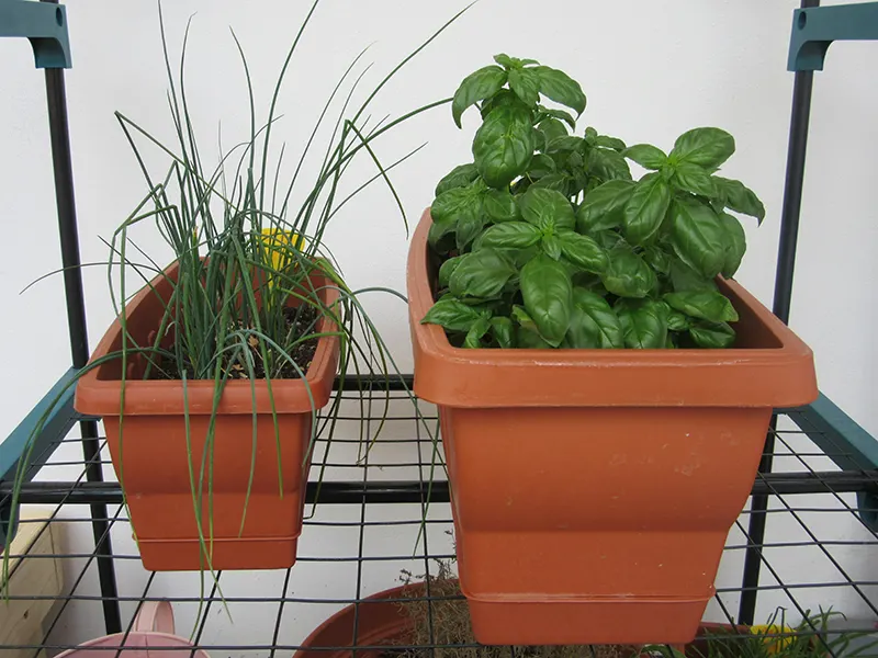 ERBA CIP BASILICO