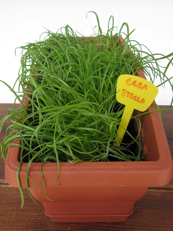 ERBA STELLA