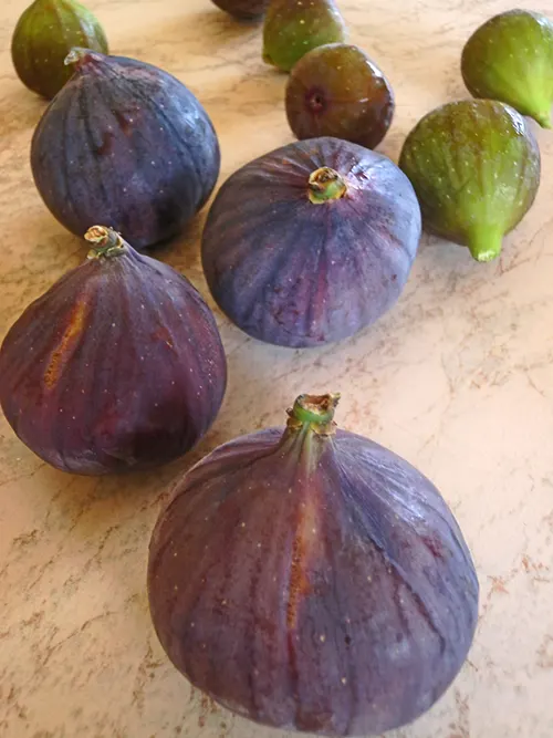 FICHI VERDI NERI