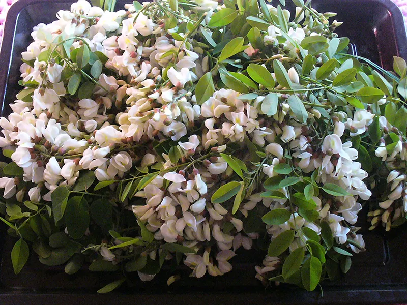 FIORI ACACIA