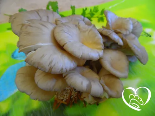 FUNGHI PLEUROTUS