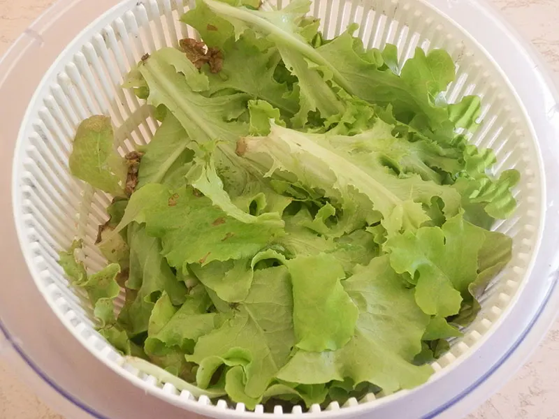 INSALATA ORTO