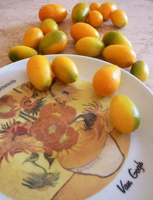 KUMQUAT
