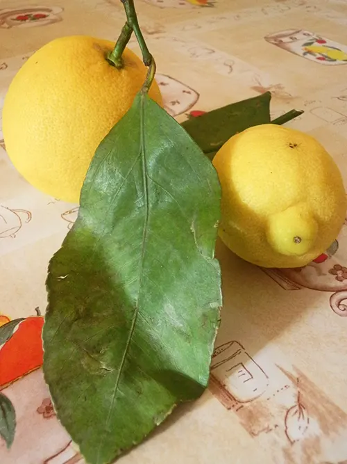 LIMONI