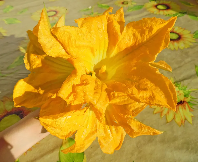 MAZZO FIOR DI ZUCCA