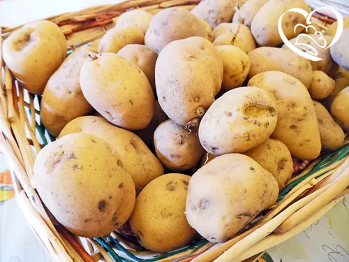 PATATE NOVELLE