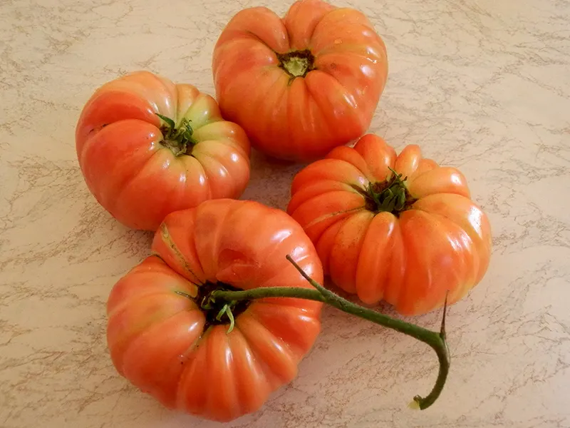POMODORI CUORI DI BUE