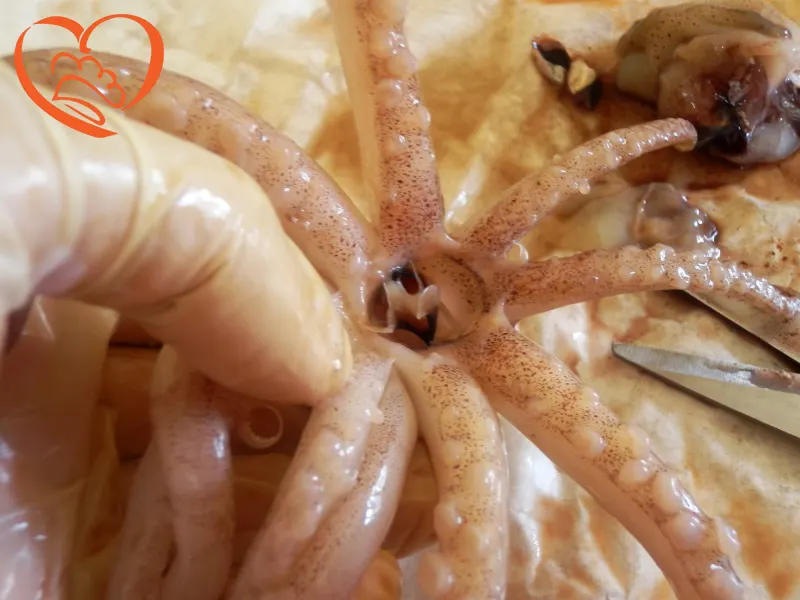 PULIZIA_CALAMARI_TOTANI_SEPPIE_6_.JPG