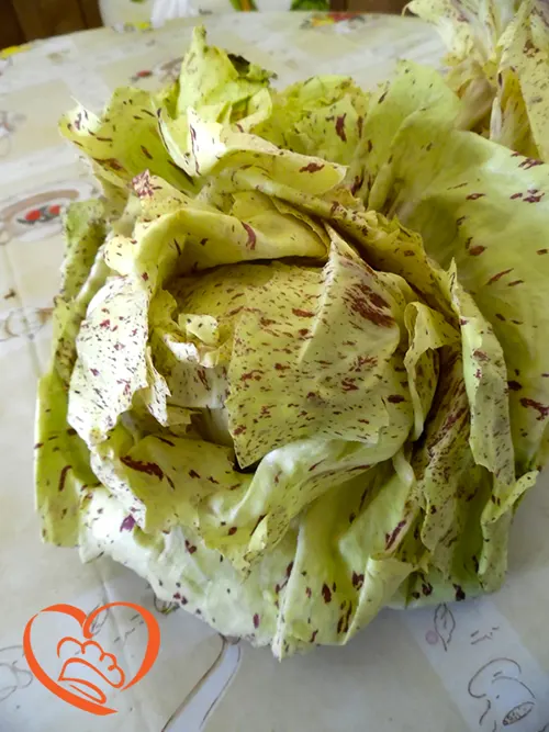 RADICCHIO VARIEGATO