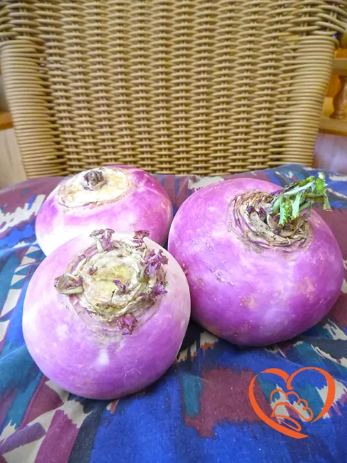 RAPE VIOLA