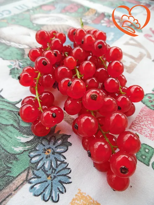 RIBES