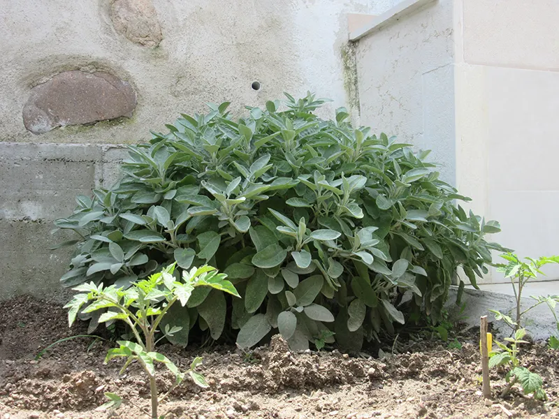 SALVIA