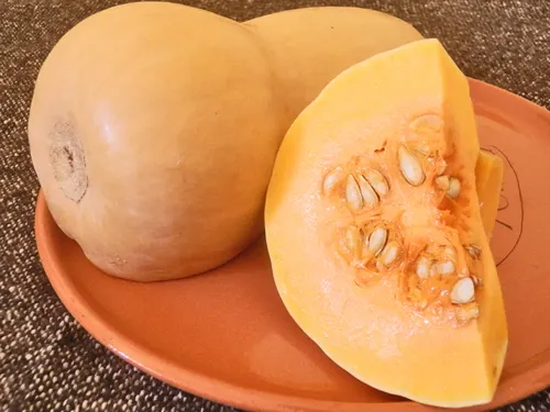 ZUCCA GIALLA 2