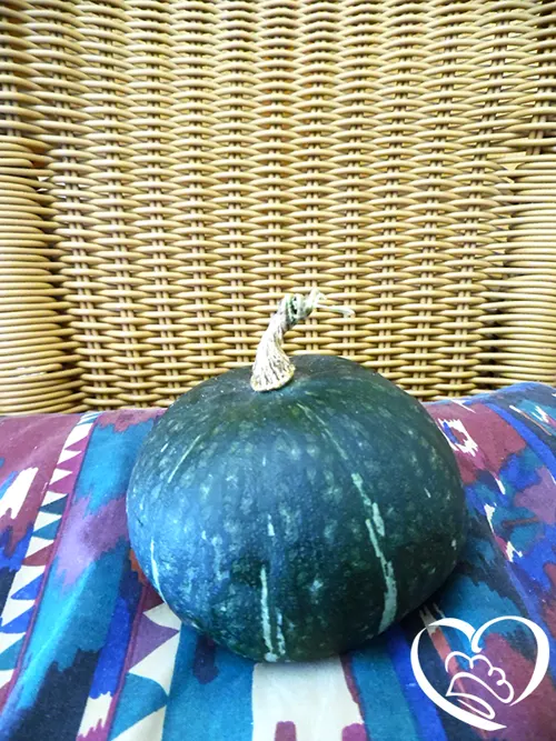 ZUCCA PICCOLA