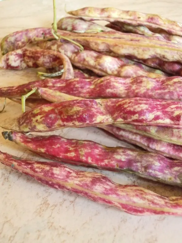 Tutorial: Cottura dei fagioli
